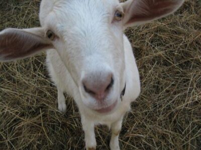 Starting a Rotational Grazing Goat-Rental Service, Part 1 Image